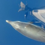 4h-half-day-halkidiki-sailing-trip-04