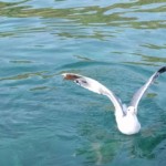 4h-half-day-halkidiki-sailing-trip-14